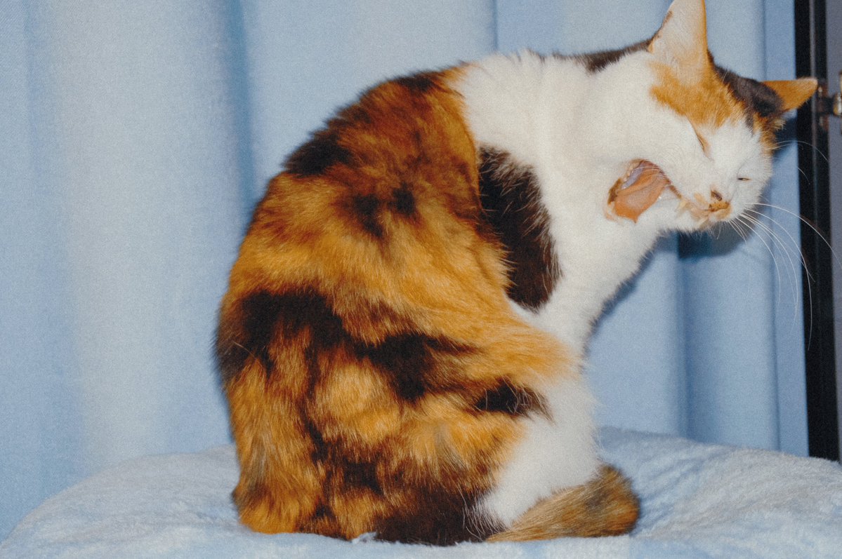 💦爆 漿 魷 魚🐙 tweet media