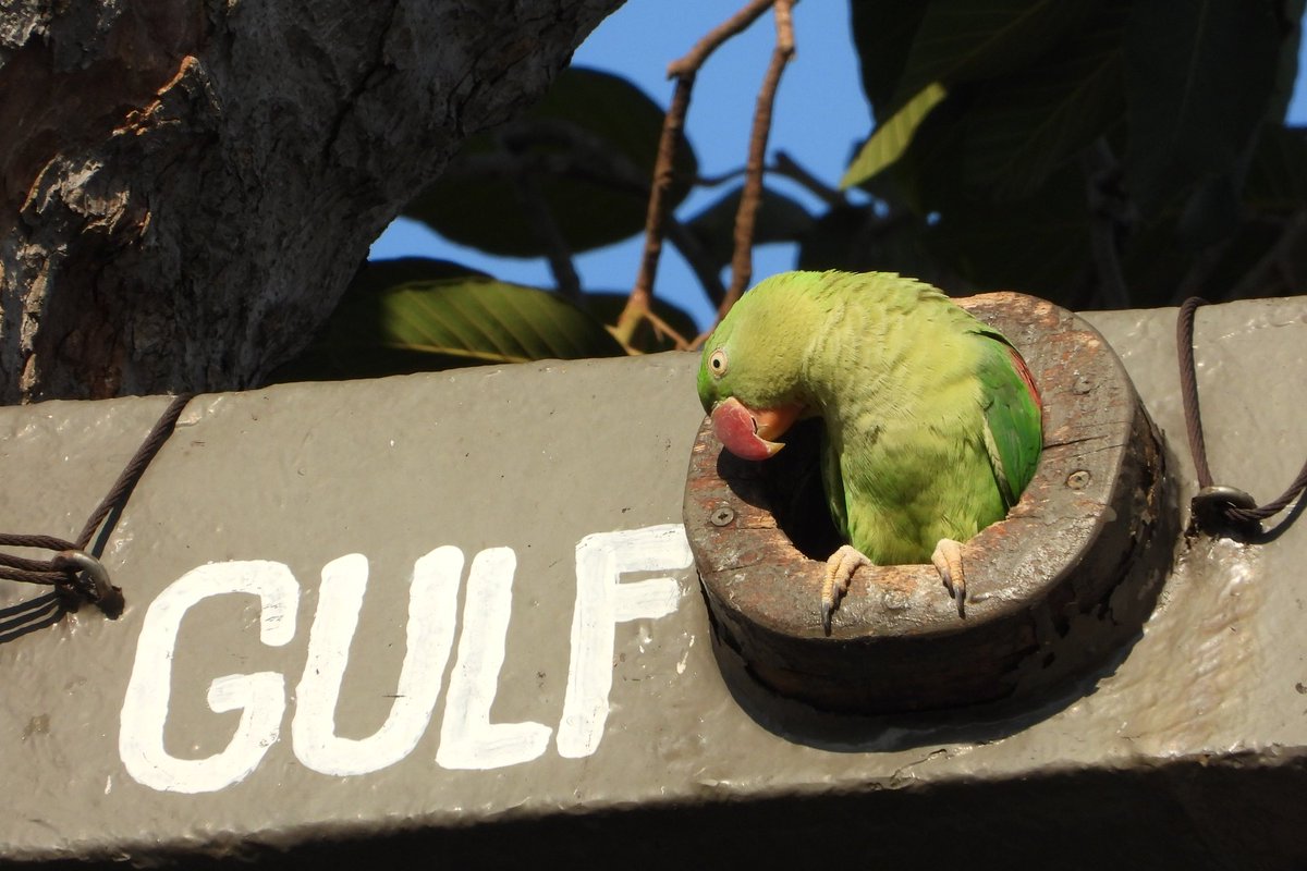 Biodiversity is Our Life tweet media