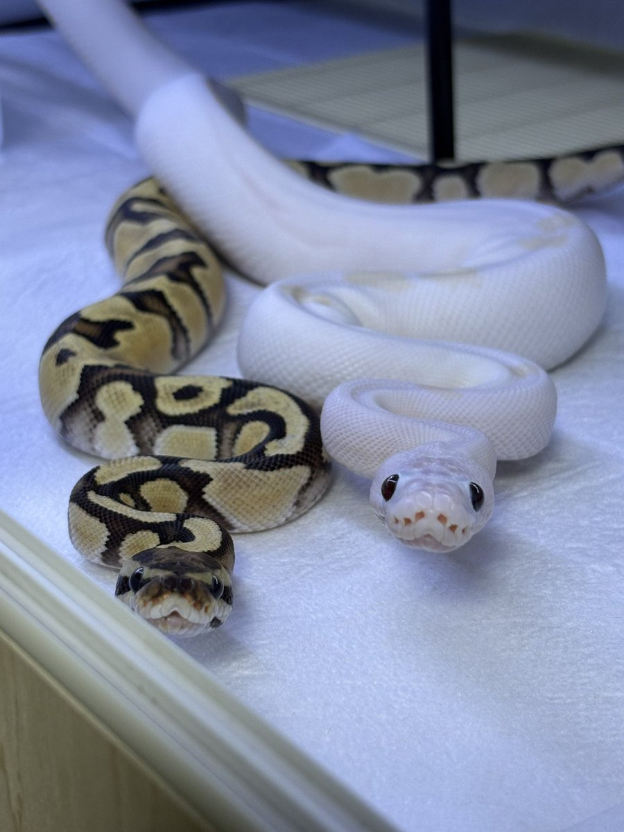 双葉@🐍 tweet media