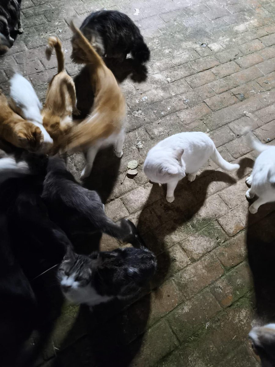 Nei Nei 🐱 De la colonia tweet media