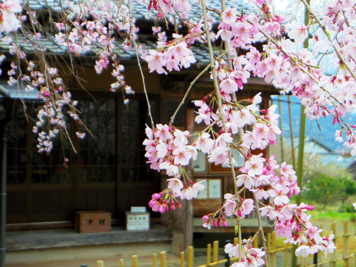 #ひつじ# tweet media