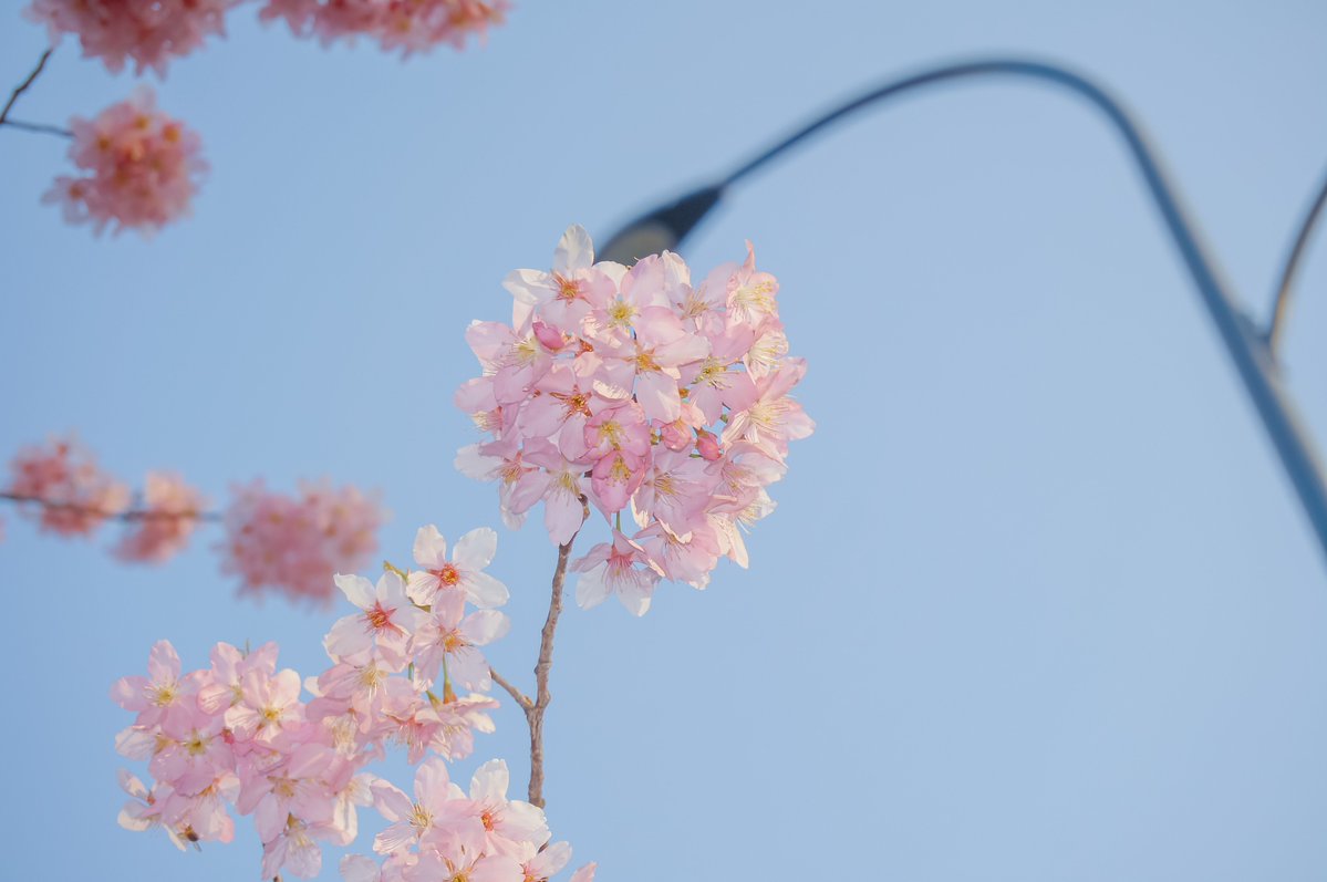 💦爆 漿 魷 魚🐙 tweet media