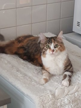 Valmuh / Final tweet media