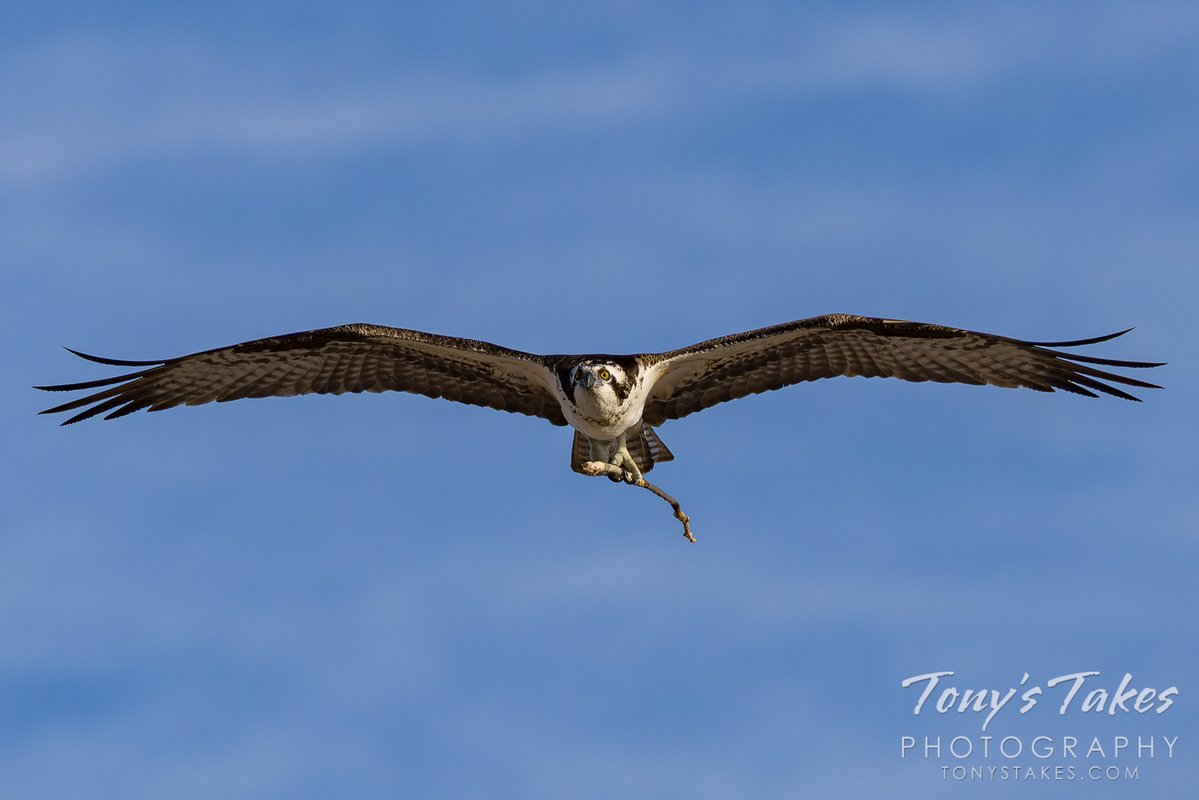 Tony's Takes tweet media