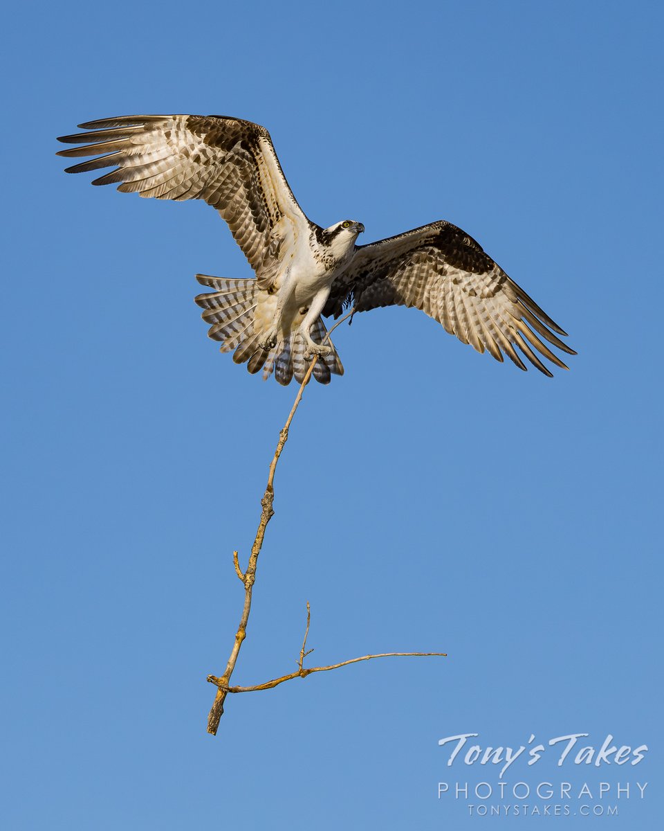 Tony's Takes tweet media