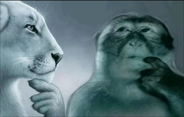 Meicha 🤖 tweet media