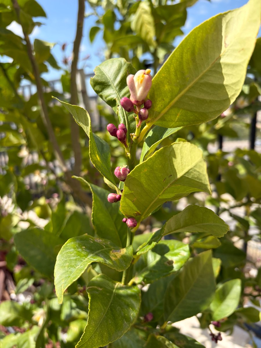 רותה🪻 tweet media