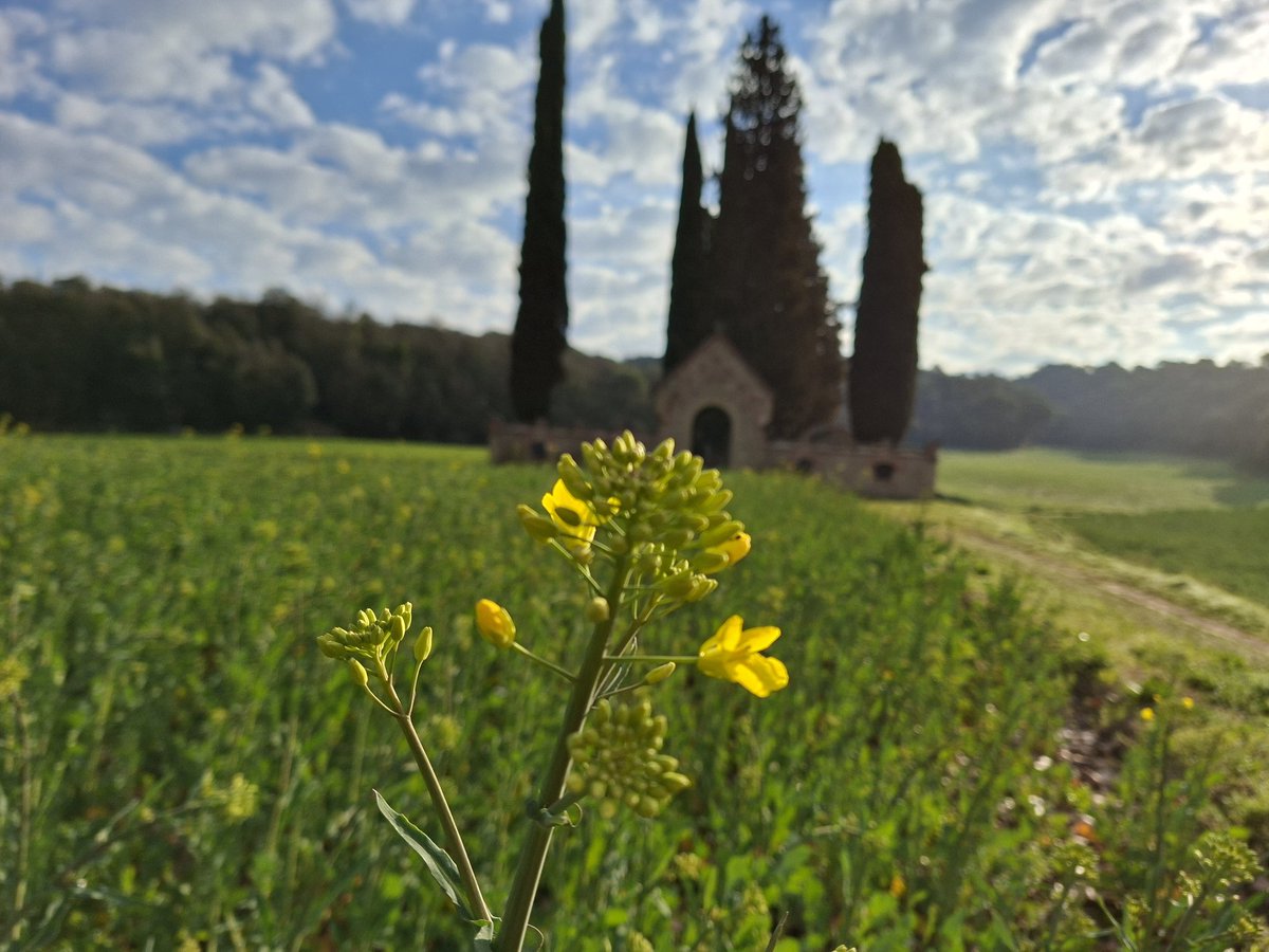 actorguell's tweet photo. #ElTemps3Cat #nestor_gomez @nestor_gomez @mauri_francesc @TomasMolinaB @gemmapuigf @eloicordomi  "Elis elis...sóc  la primera I més alta del camp" Vilalleons a llevant d'Osona  Fotod diumenge 22/3/26 Carles Güell https://t.co/IneDEBwSZB