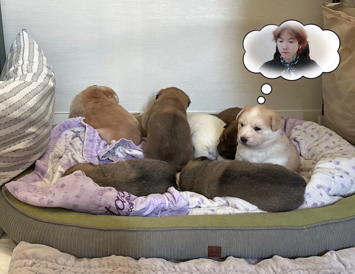 뽀쨧쨕.뽀로록록록쨔자작쨕₊· 백현이 tweet media