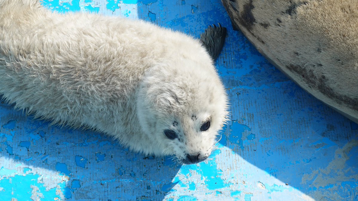 まるごし tweet media