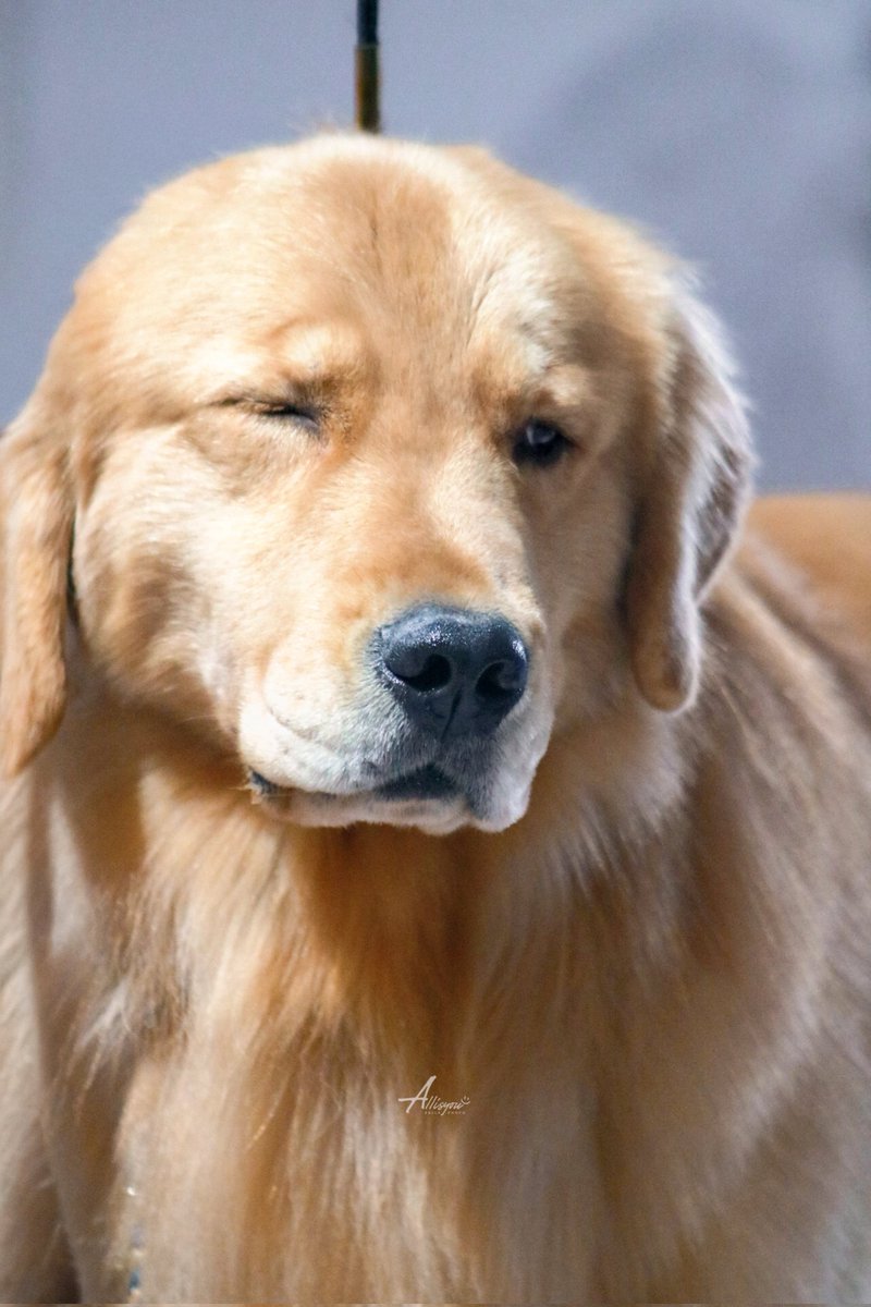 𝘈𝘭𝘭𝘪𝘴𝘠𝘰𝘶​シ tweet media