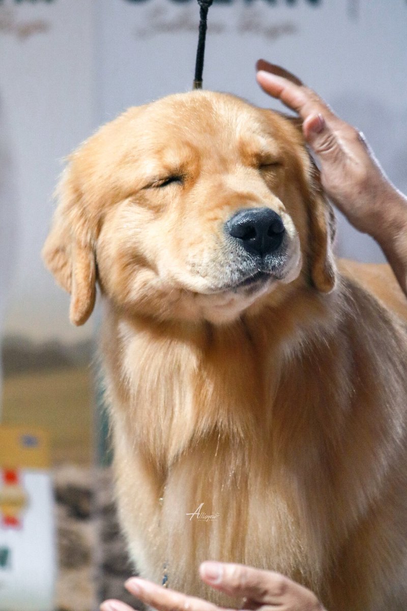 𝘈𝘭𝘭𝘪𝘴𝘠𝘰𝘶​シ tweet media