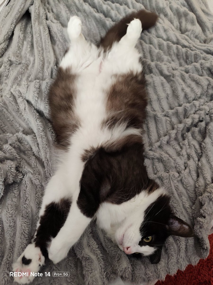 Capo cantiere 🇮🇹 tweet media