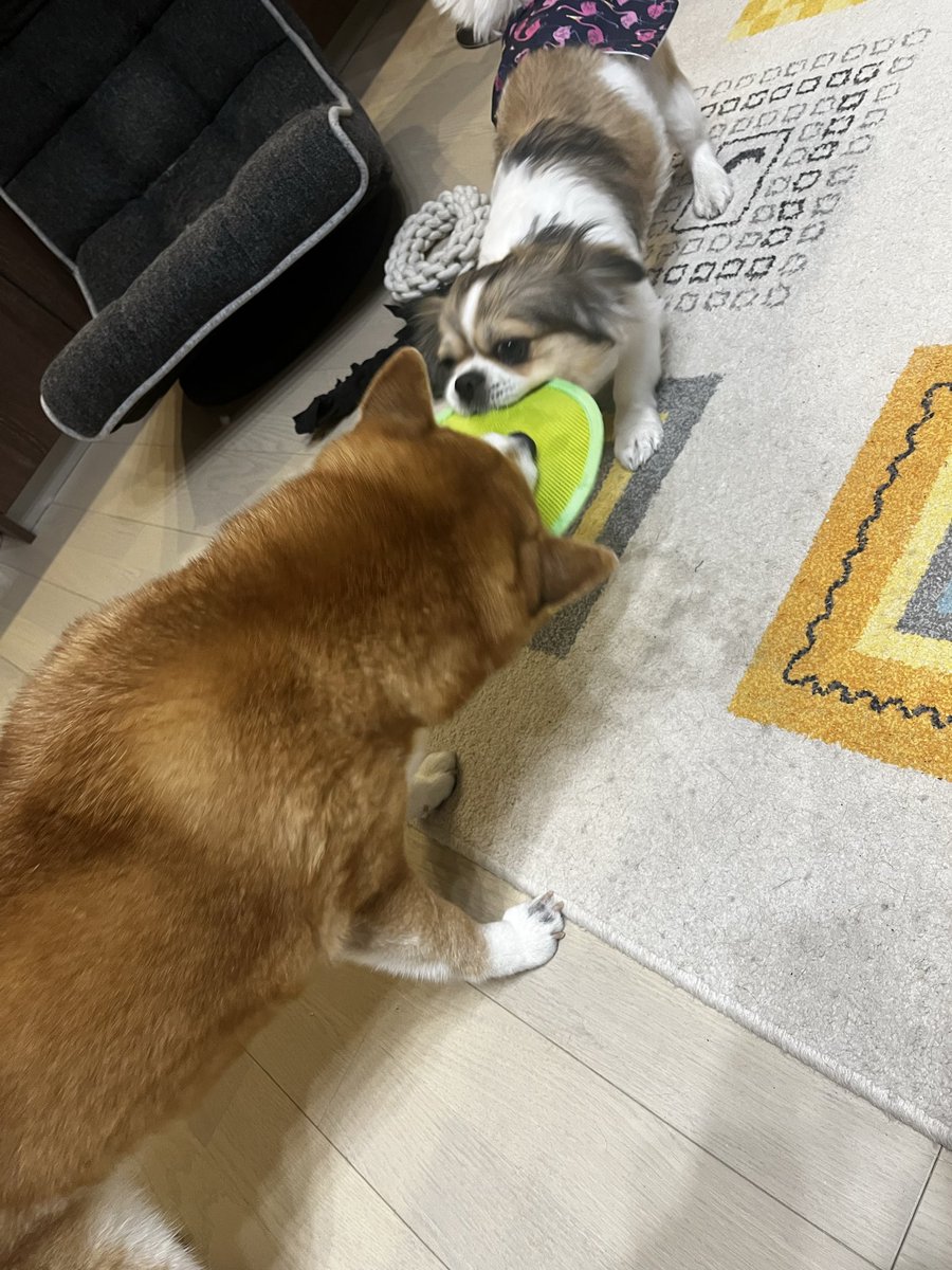 do_ayk's tweet photo. 最近ではこんな感じで遊ぶようになりました。
最初はつみれとしか遊ばなくてつみれもおつかれ気味でしたが
最近では体力のあるぽんずが遊んでいるので永遠にプロレスしたりおもちゃで引っ張りあっこしたりです。 https://t.co/tdcx7SQxhg