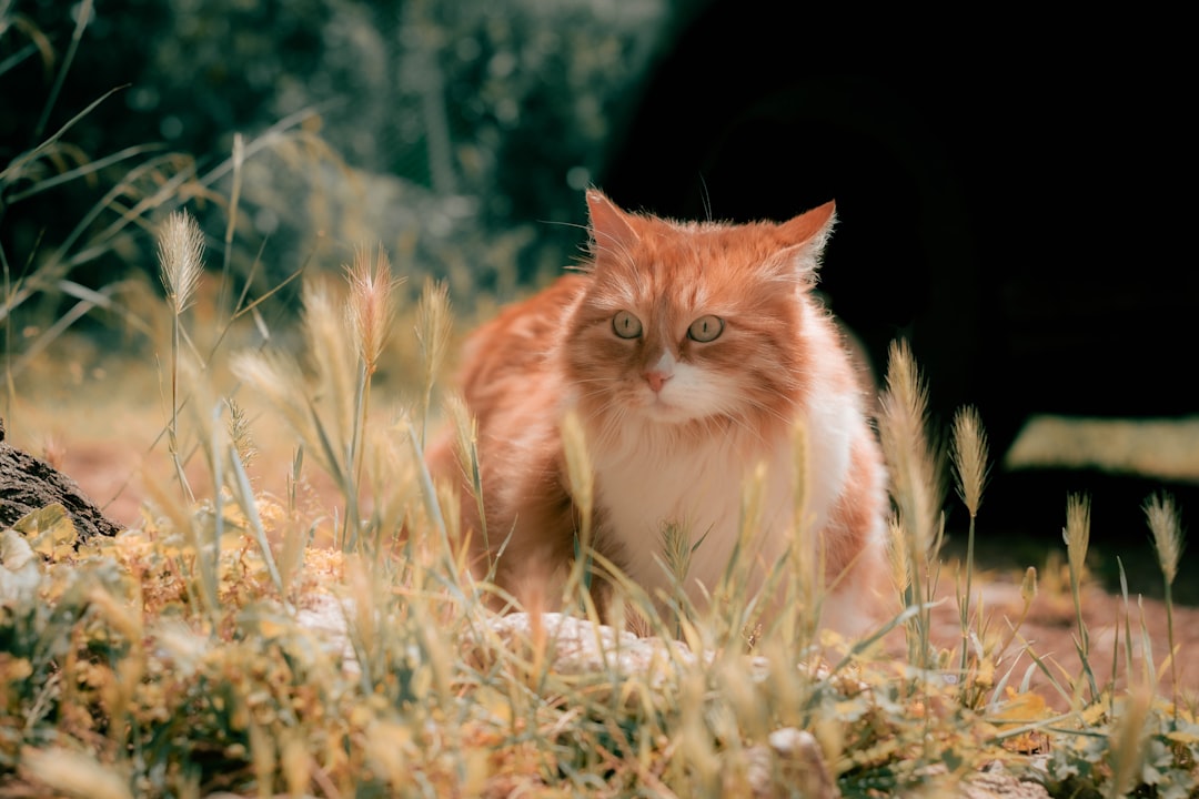 CatDailyZodiac's tweet image. 🧵  Is your Libra cat ruling the house like a furry king? 🦁 Here's their cosmic vibe today! March 22 forecast incoming! ✨🐾 /1
First up, their morning demands... #CatHoroscope #LibraVibes