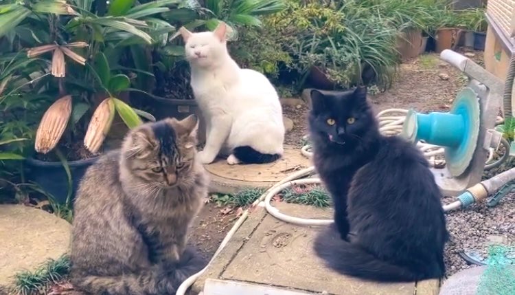 momo🍑 tweet media