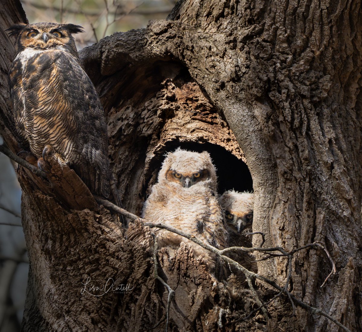 Skye Doogie tweet media