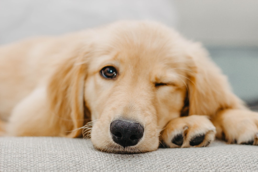 DogDailyZodiac's tweet image. 🧵 Is your Libra dog ruling the house like a furry king? 👑🐾 Here's their cosmic vibe for March 22nd! ✨ Today's forecast for our balanced pups... Buckle up, it's gonna be a 'ruff' day (in the best way!). #DogHoroscope #LibraVibes