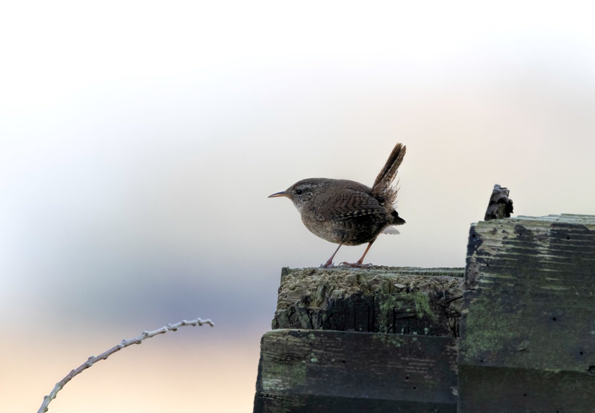 Peter Cox tweet media