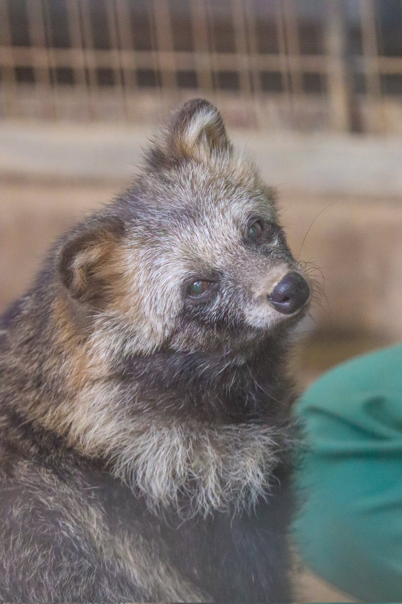 ぽんもち tweet media