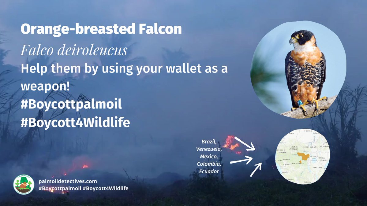 Palm Oil Detectives #BoycottPalmOil tweet media