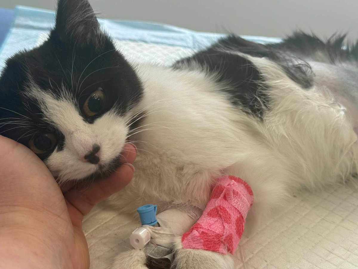 Koty w głowie 🐈 tweet media