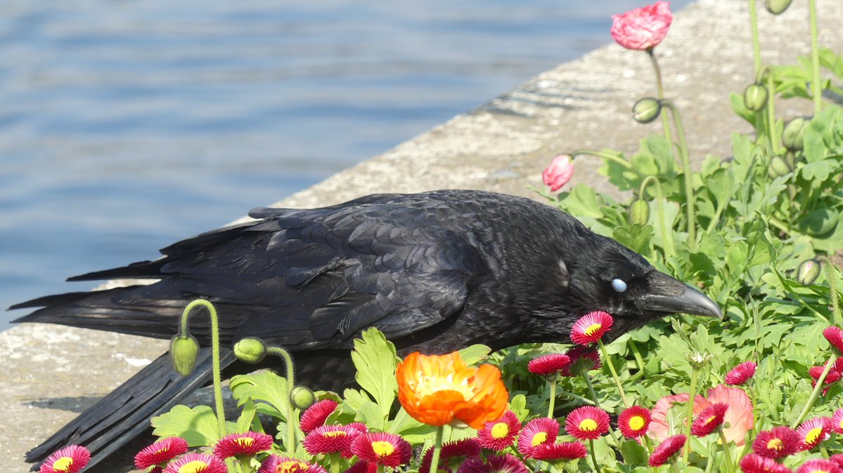 Jason Cann tweet media