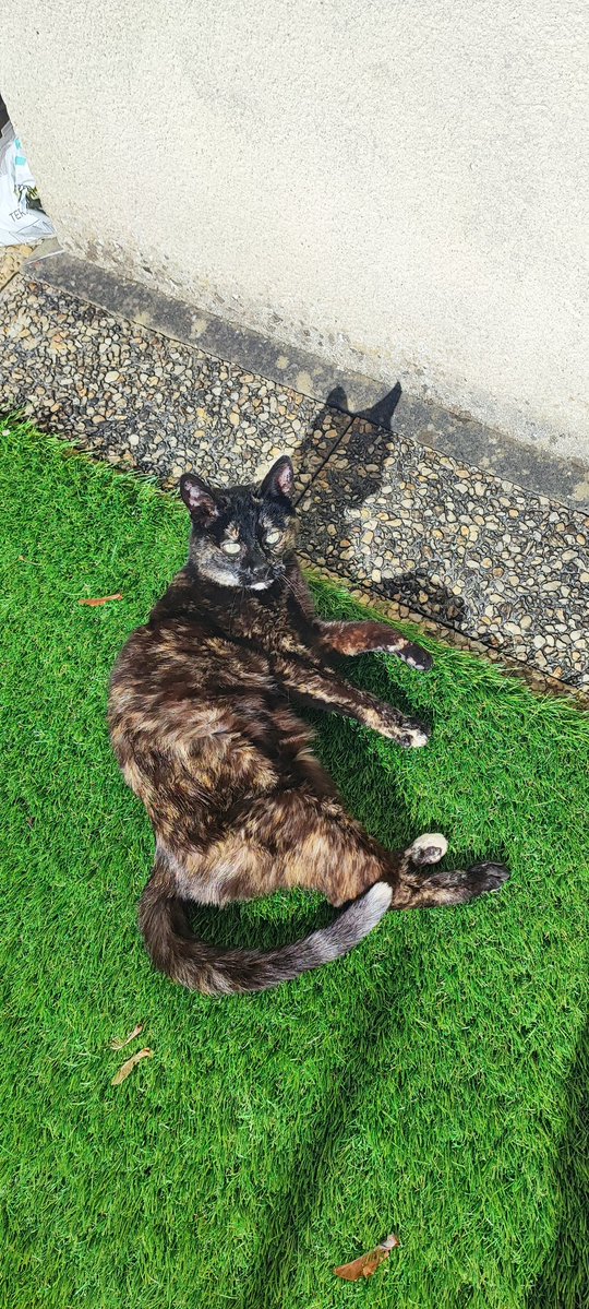 Gurgnison tweet media