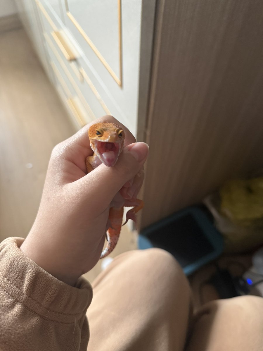 全世界最爱豹纹守宫的人 tweet media