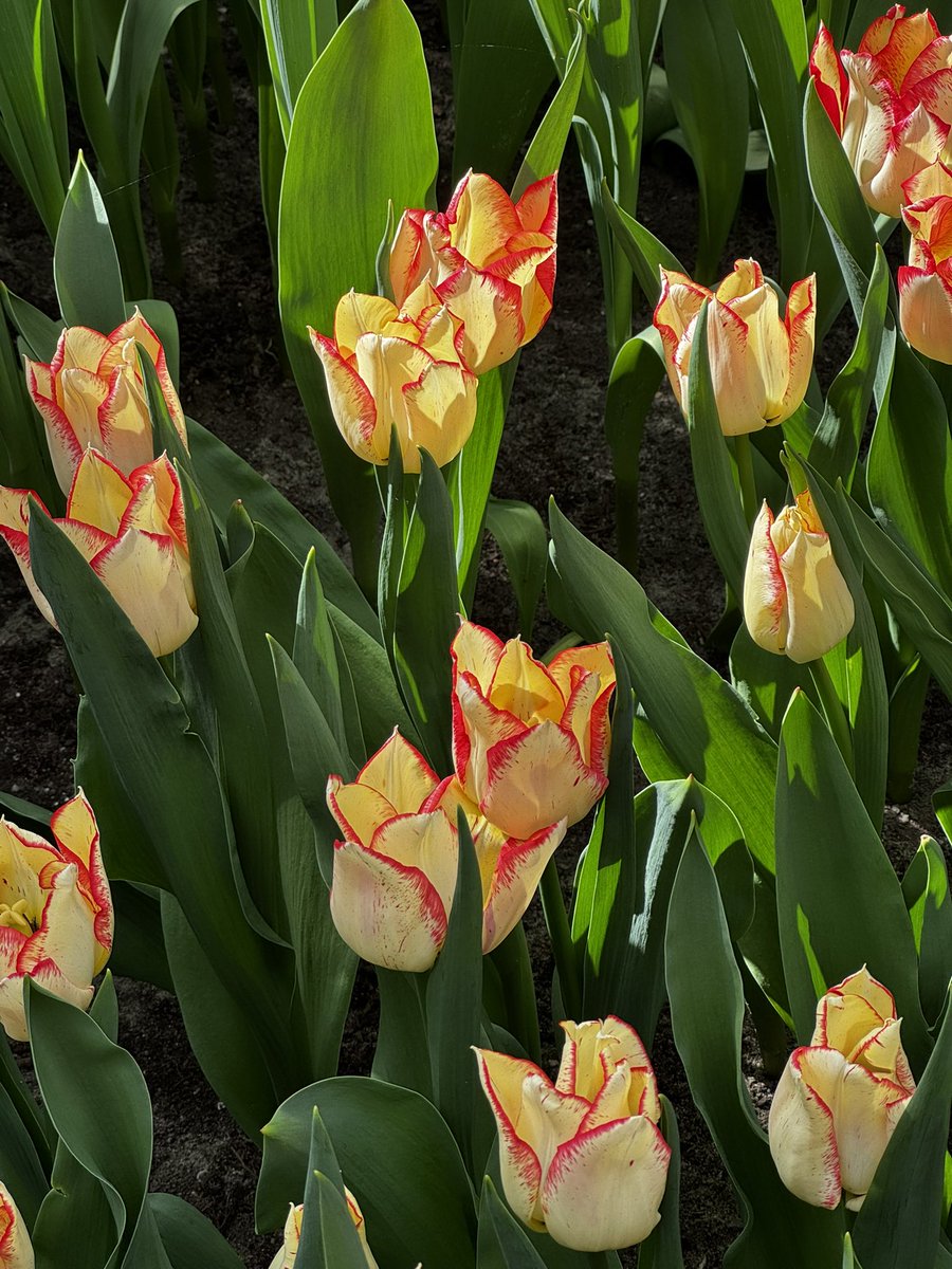 zismysoul's tweet photo. Sono ad Amsterdam solo per questi,  credo siano diventati il mio fiore preferito 🤍🌷 https://t.co/pF8ZIbipcJ