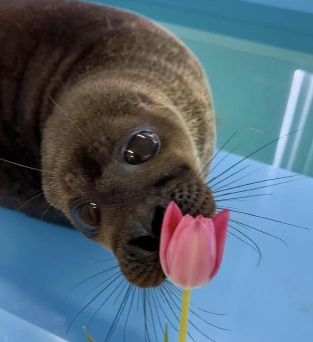 cav empty tweet media