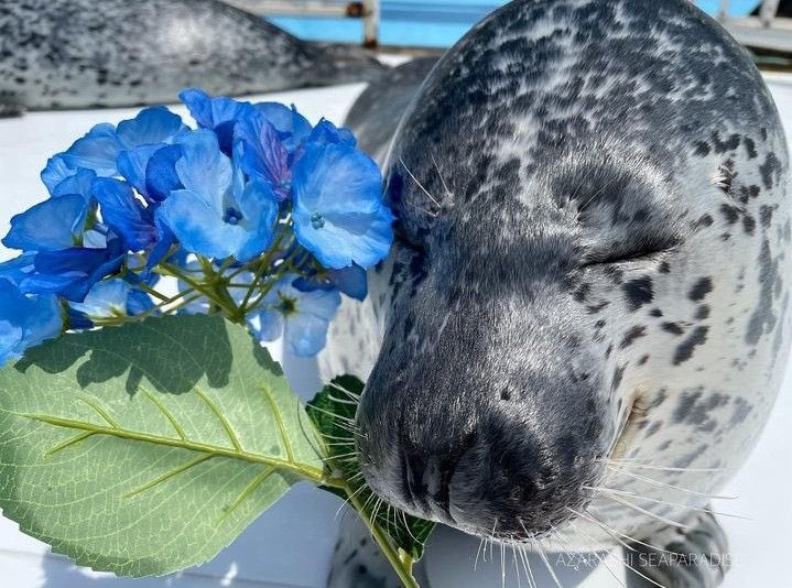 happy international seal day