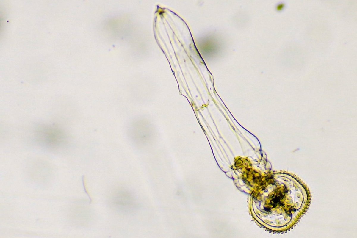 Instituto Clemente Estable tweet media