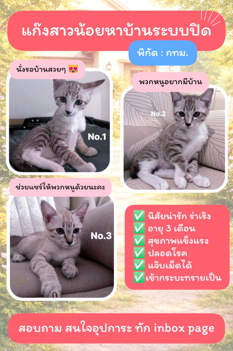 allforrage's tweet photo. ⚠ สามสาวน้อยหาบ้าน ⚠

✅ ขอคนเลี้ยงระบบปิด
✅ มีความพร้อมและความรับผิดชอบ
✅ อัปเดตแมวได้

📌 พิกัด : กทม.
📌 สอบถามเพิ่มเติม | สนใจอุปการะ ทักต้นโพสต์ https://t.co/kHCEOtsnWe

#แมวหาบ้าน #หาบ้าน #ลูกแมว #แมวหาบ้านฟรี #ทาสแมว #cat #CatforAdoption #NoAdoptionFee #เราชื่อติ๋มนะ https://t.co/G0tZKAuCln