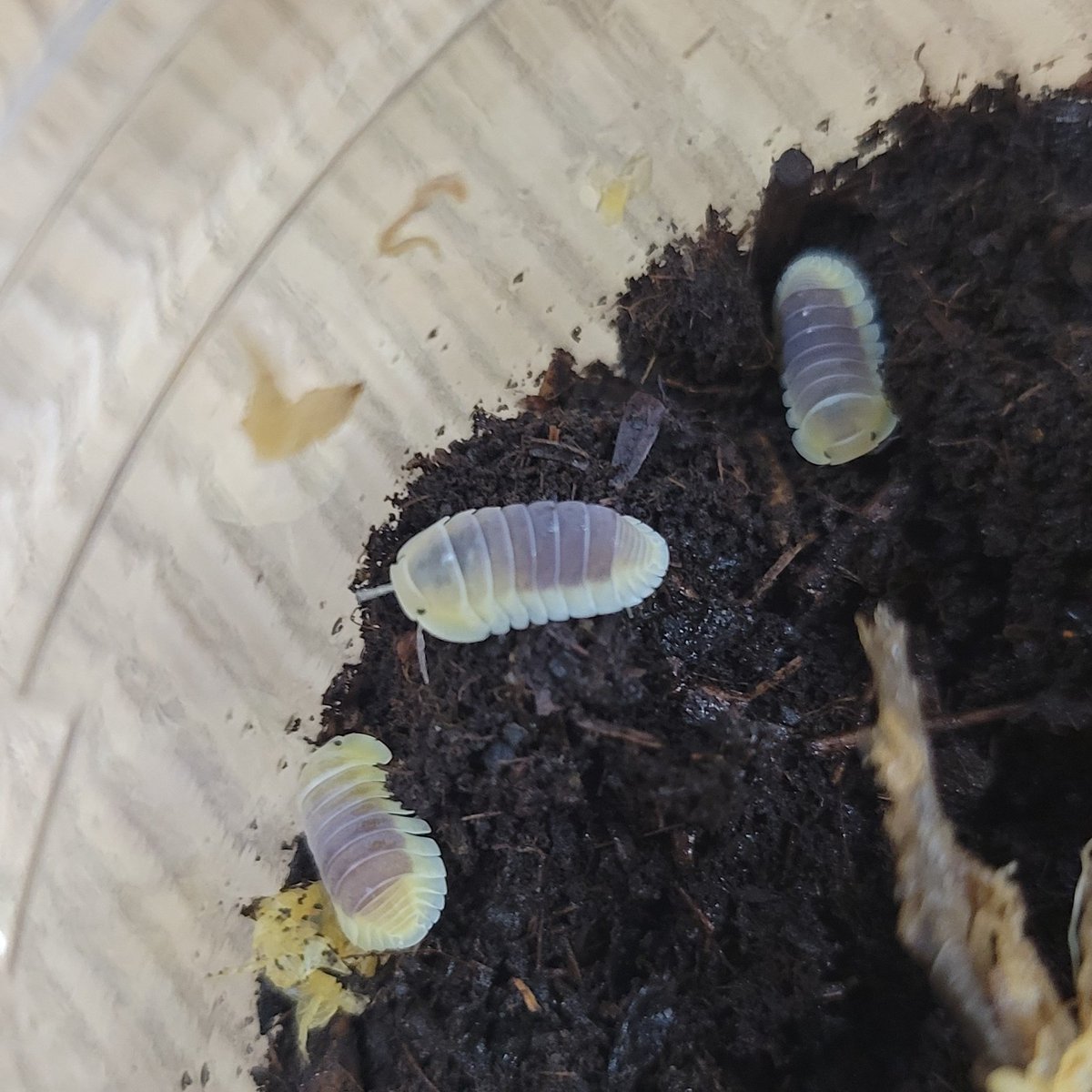 REPBUDDY入荷在庫案内 tweet media