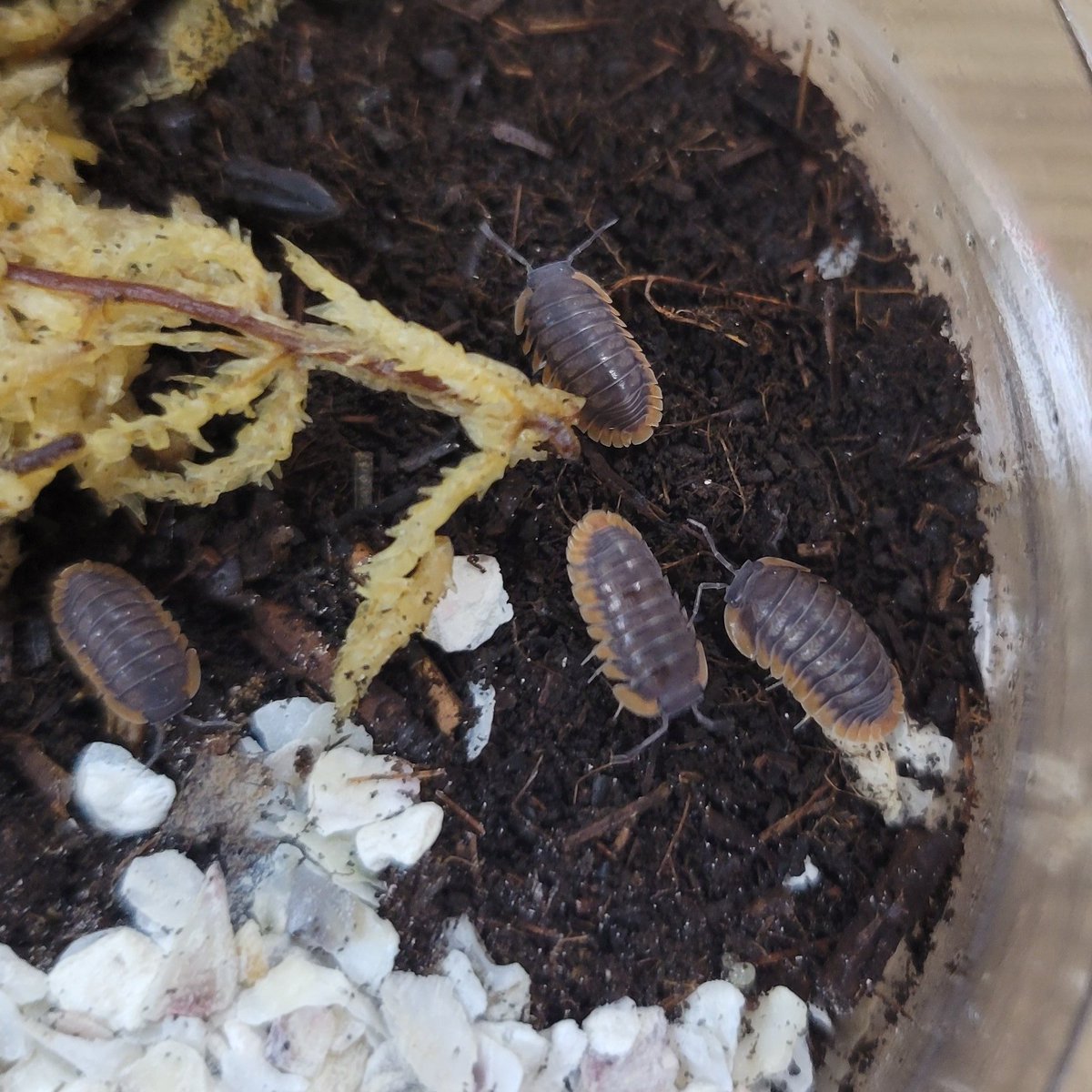 REPBUDDY入荷在庫案内 tweet media