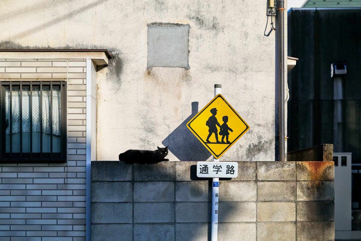 ご近所のアイドル猫。

Sigma BF /
Sigma 50mm F2.0 DG | Contemporary

#SigmaBF