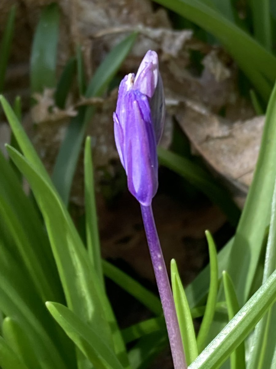 The English Oak Project tweet media