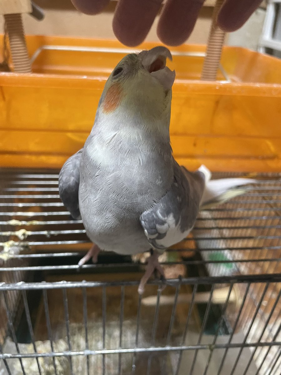 ニャンピョウ　RN　オカメインコ tweet media