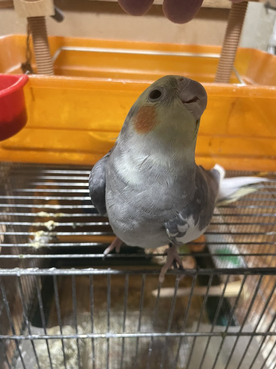 ニャンピョウ　RN　オカメインコ tweet media