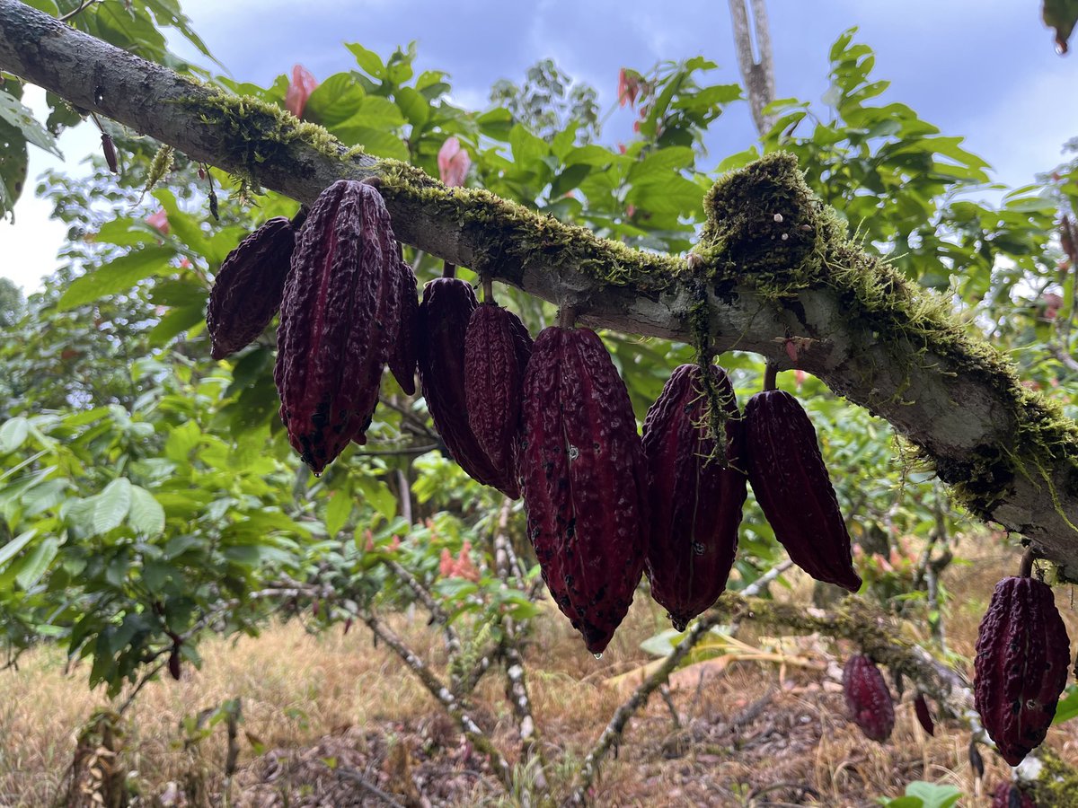 Andrew Nicoll Ω tweet media