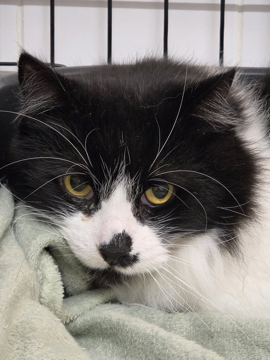 Bradford Cat Watch Rescue tweet media