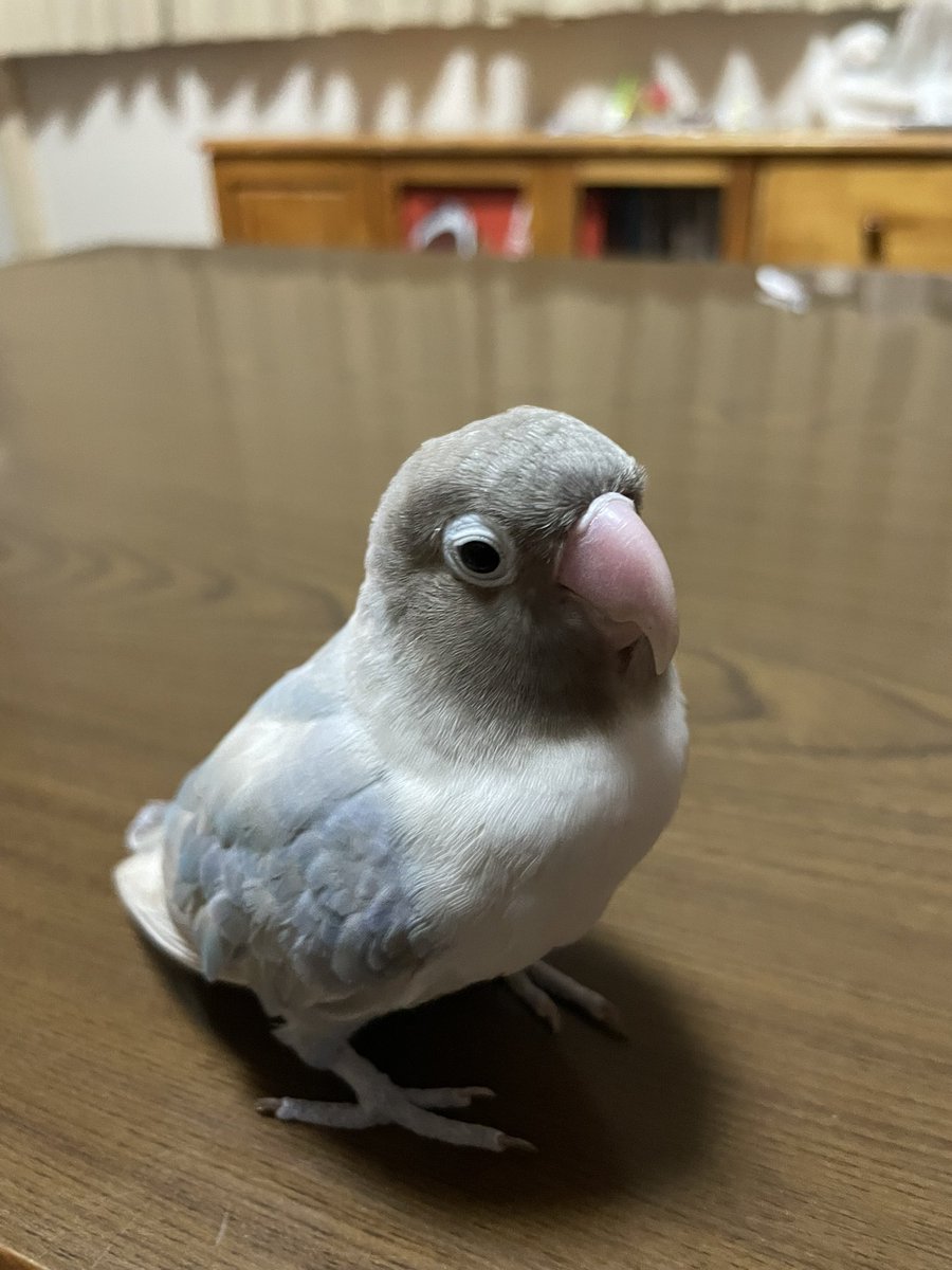 e(๑˃̵ᴗ˂̵)و tweet media