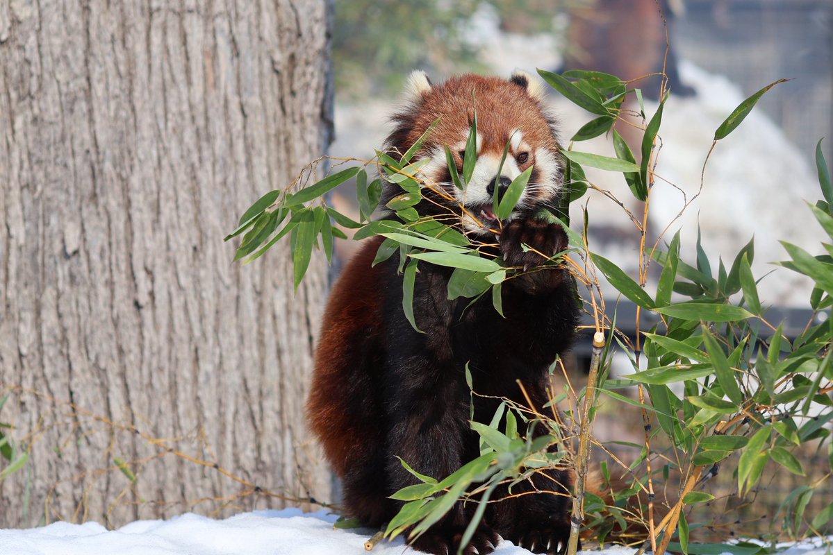 レッサーパンダのむぎ🐾 tweet media
