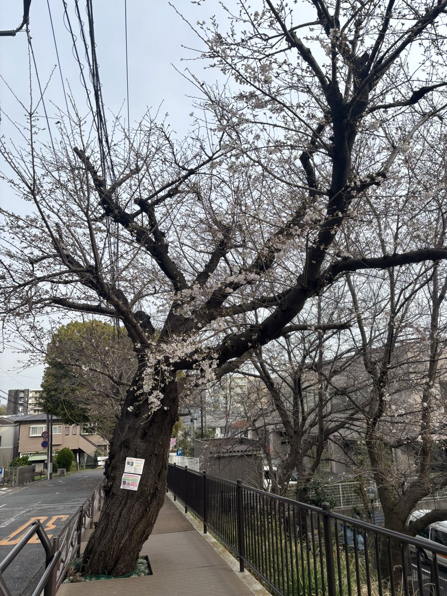 progrefan's tweet photo. 川崎市夢見ヶ崎動物公園の🌸は、染井吉野は老木で今年で植え替えのため伐採してしまうのですが、中には5分咲きの木があるも大半はまだ2分咲き前後。
展望台側の公園は、比較的若い染井吉野系のジンダイアケボノザクラ中心でほぼ満開😅
一本だけ濃いピンクと白っぽい花が混ざった変わった木があります。 https://t.co/YYNgyJ1fnK