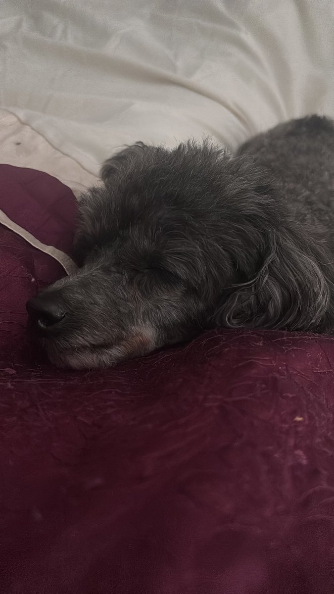 🐏 🤍 𝒢ℯ𝓂𝓂𝒶 ℳ𝒶𝓇𝒾ℯ♡ 🖤 (P) tweet media