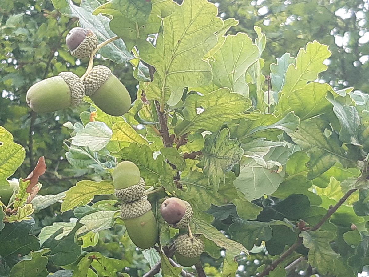 lingosia tweet media