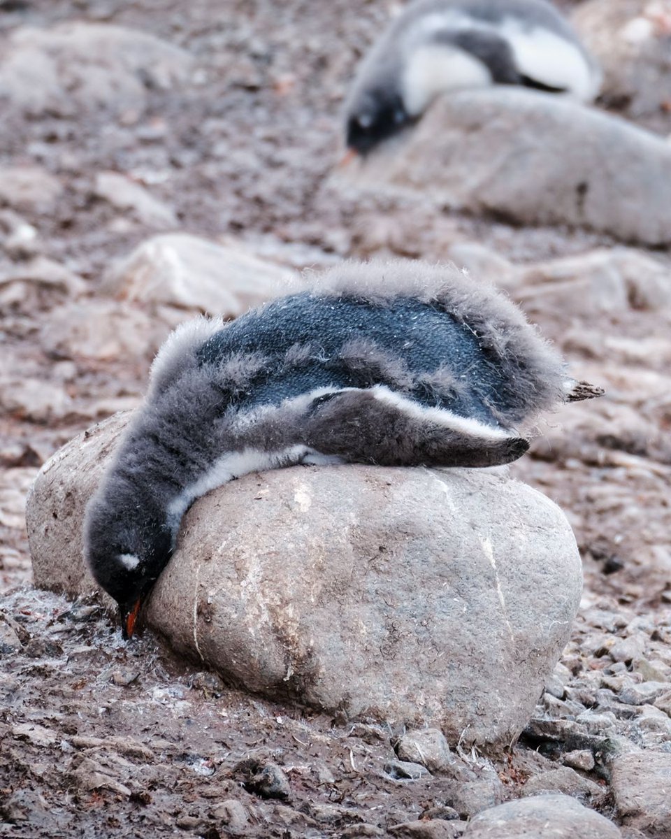 'Tough Life' when you are a moulting #penguin @AntarcticHT