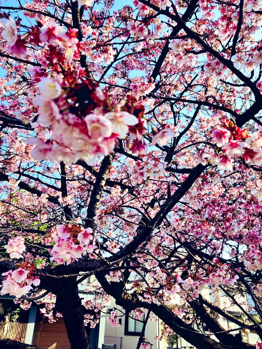 赤い車 Official tweet media