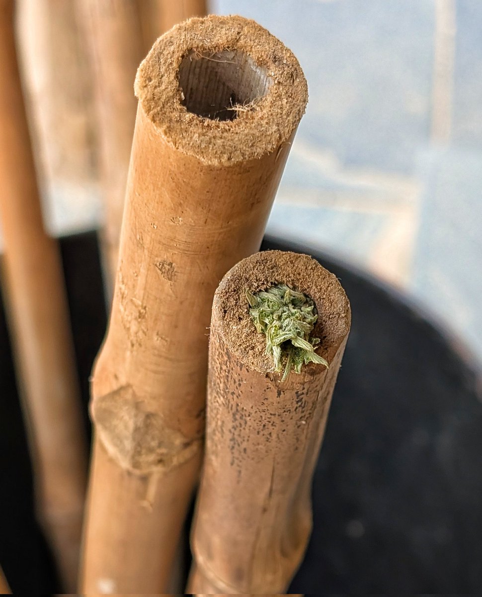 Philippa J Kaye tweet media